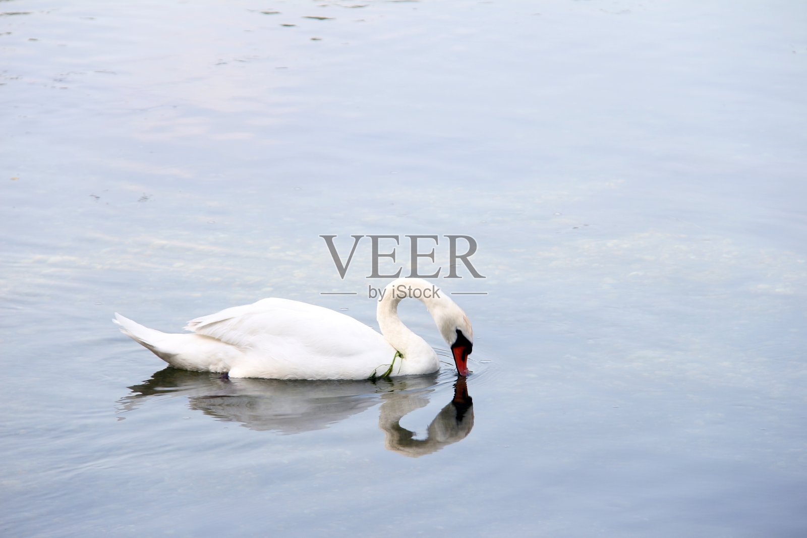 天鹅的特写照片摄影图片