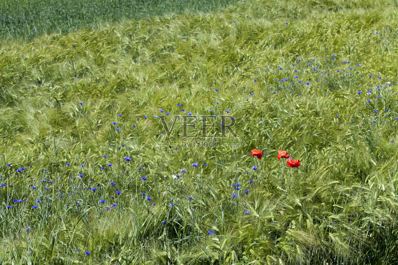 蓝色矢车菊在夏天生长照片摄影图片