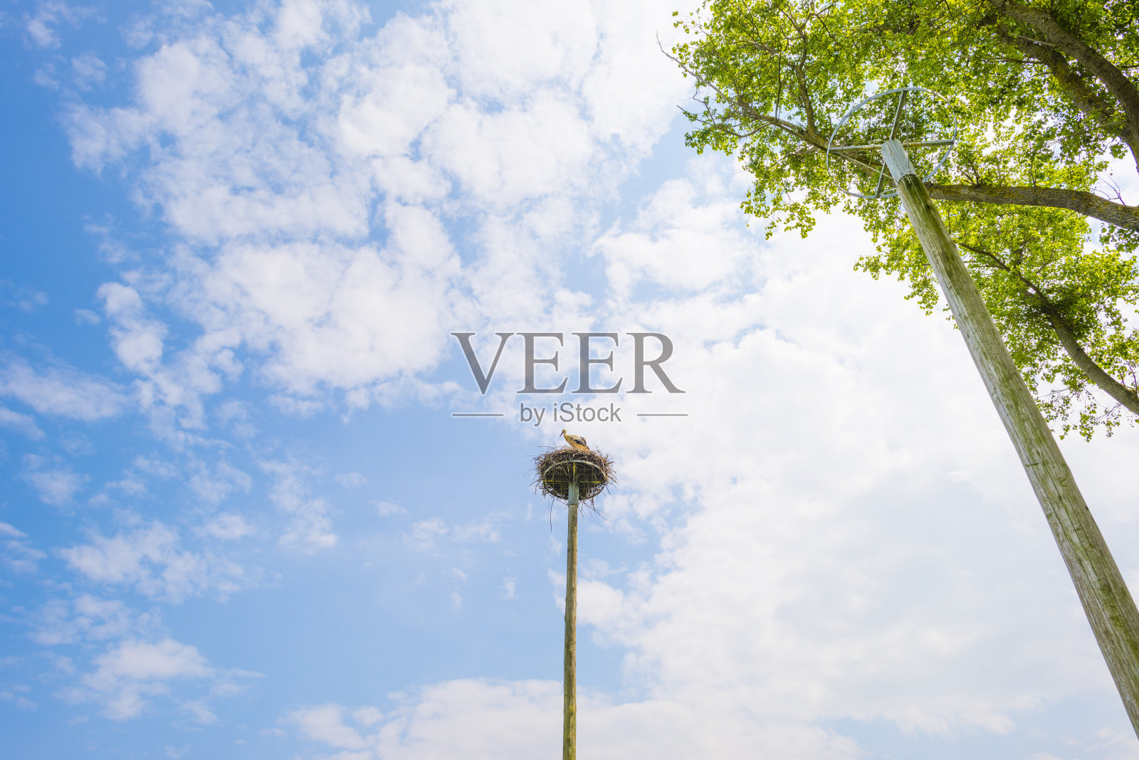 在明亮的蓝白色多云的天空中，在夏天的阳光下，鹳在一根杆子上筑巢照片摄影图片