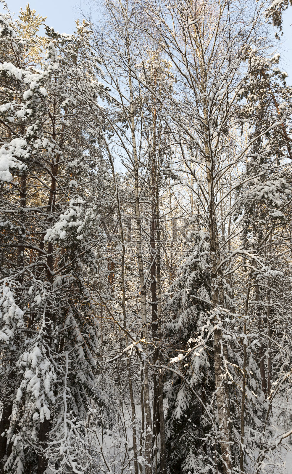 冷杉和松树在冬季照片摄影图片
