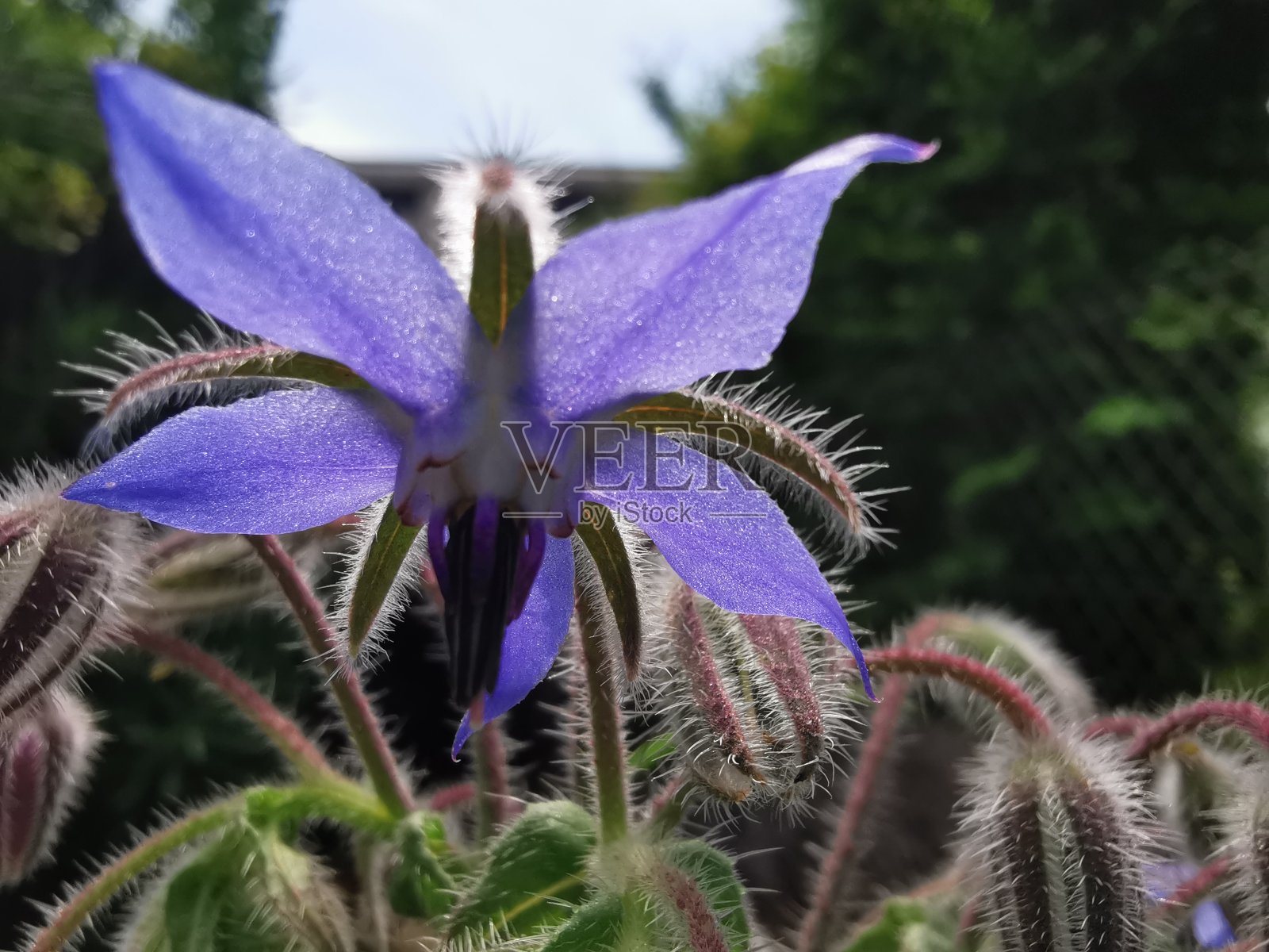 蓝色孔特施照片摄影图片