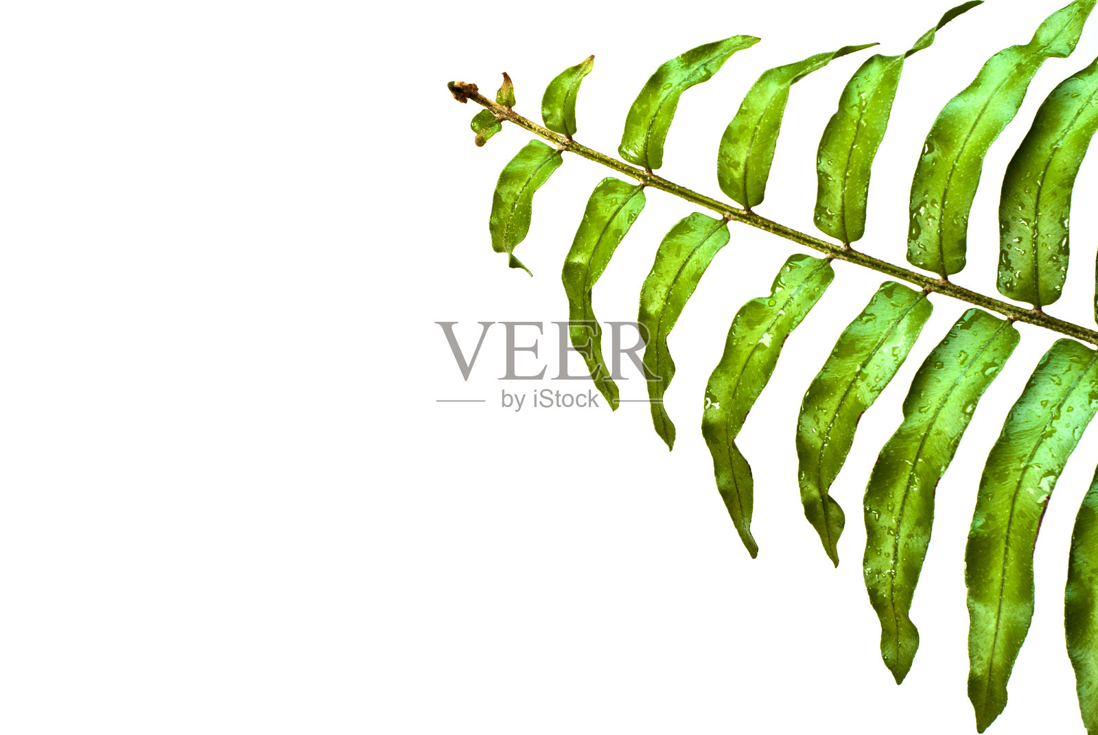 白色背景上蕨类植物嫩绿的叶子照片摄影图片