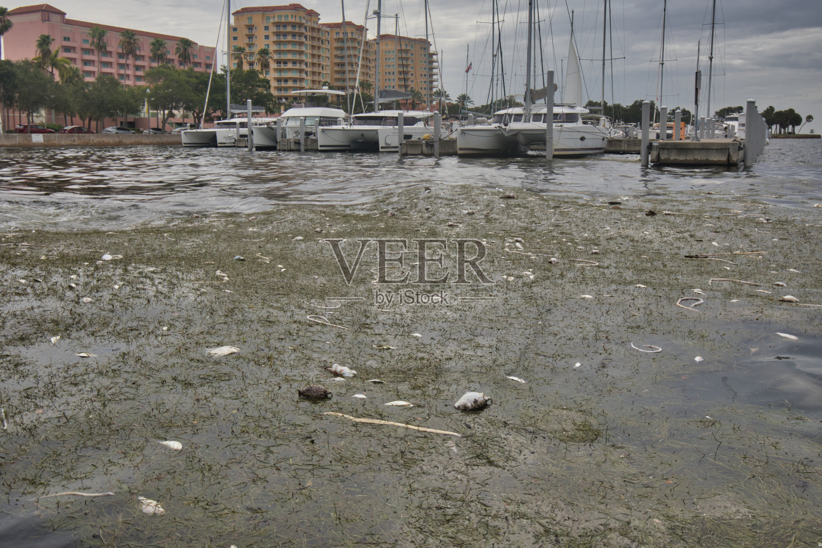 佛罗里达州圣彼得堡赤潮照片摄影图片