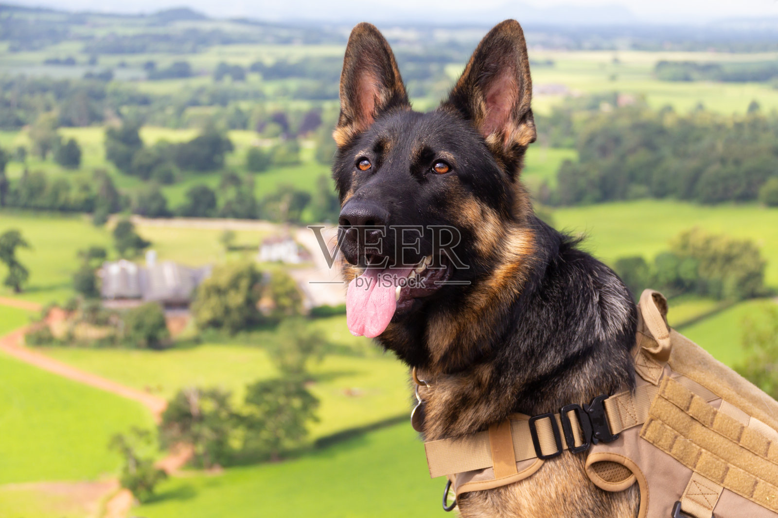 这是一只年轻漂亮的德国牧羊犬的特写镜头，它戴着训练马具，坐在什罗普郡乡村的山顶上等待指示，这是夏日里完美的野地。照片摄影图片