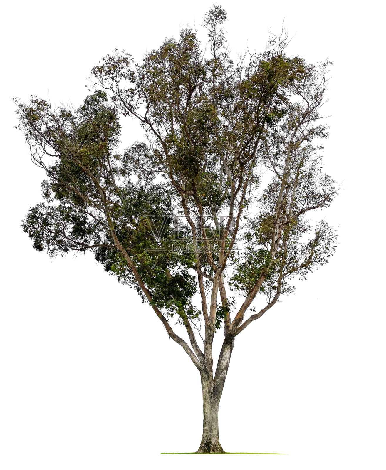 尤加利树照片摄影图片