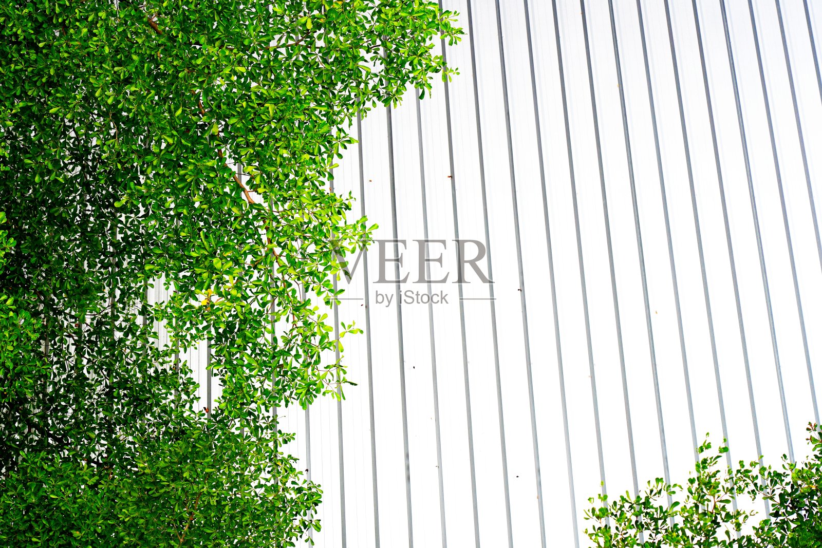 带有树叶的金属板屋顶照片摄影图片