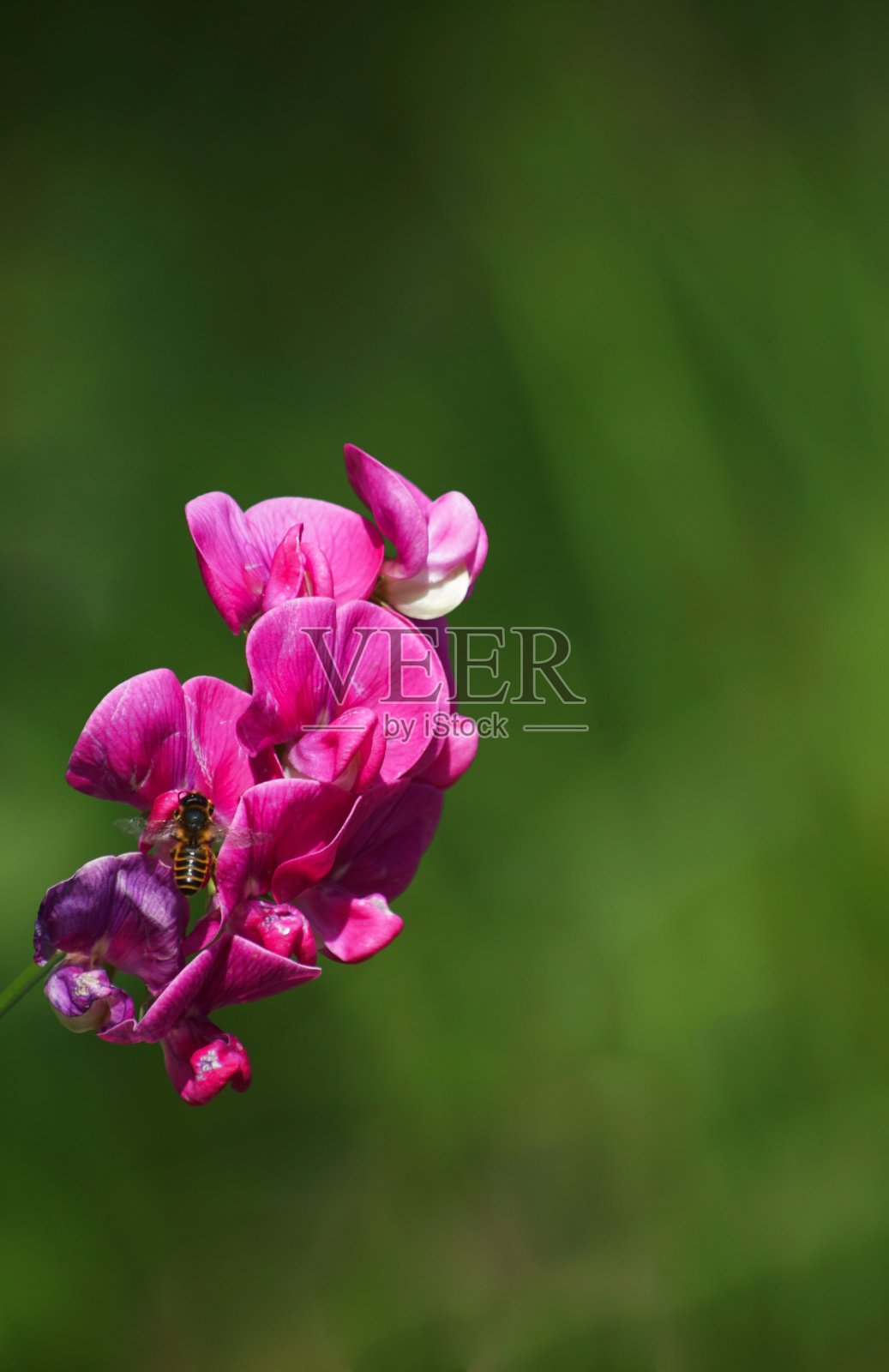 在池塘。一只蜜蜂在紫薇上的特写。巴伐利亚,德国。照片摄影图片