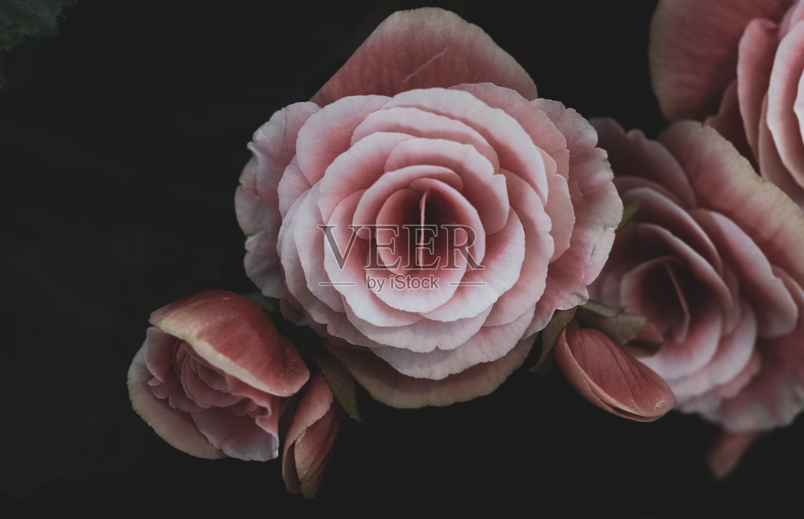 豪华玫瑰花束照片摄影图片