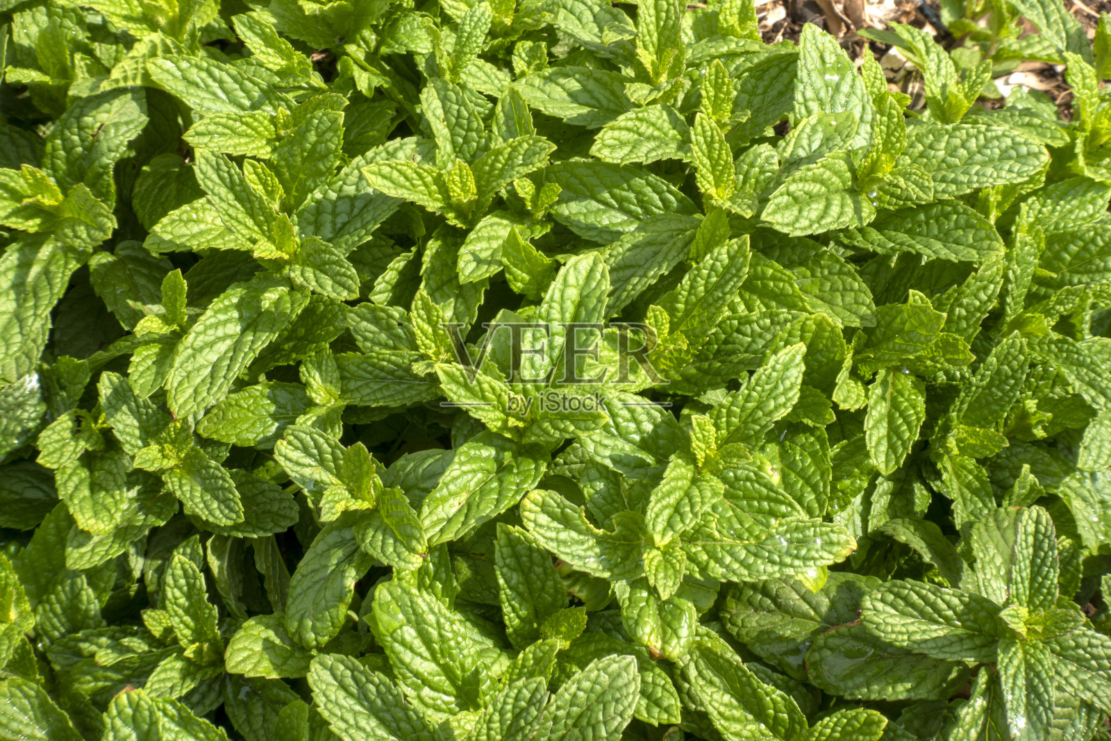 新鲜的绿色薄荷植物照片摄影图片