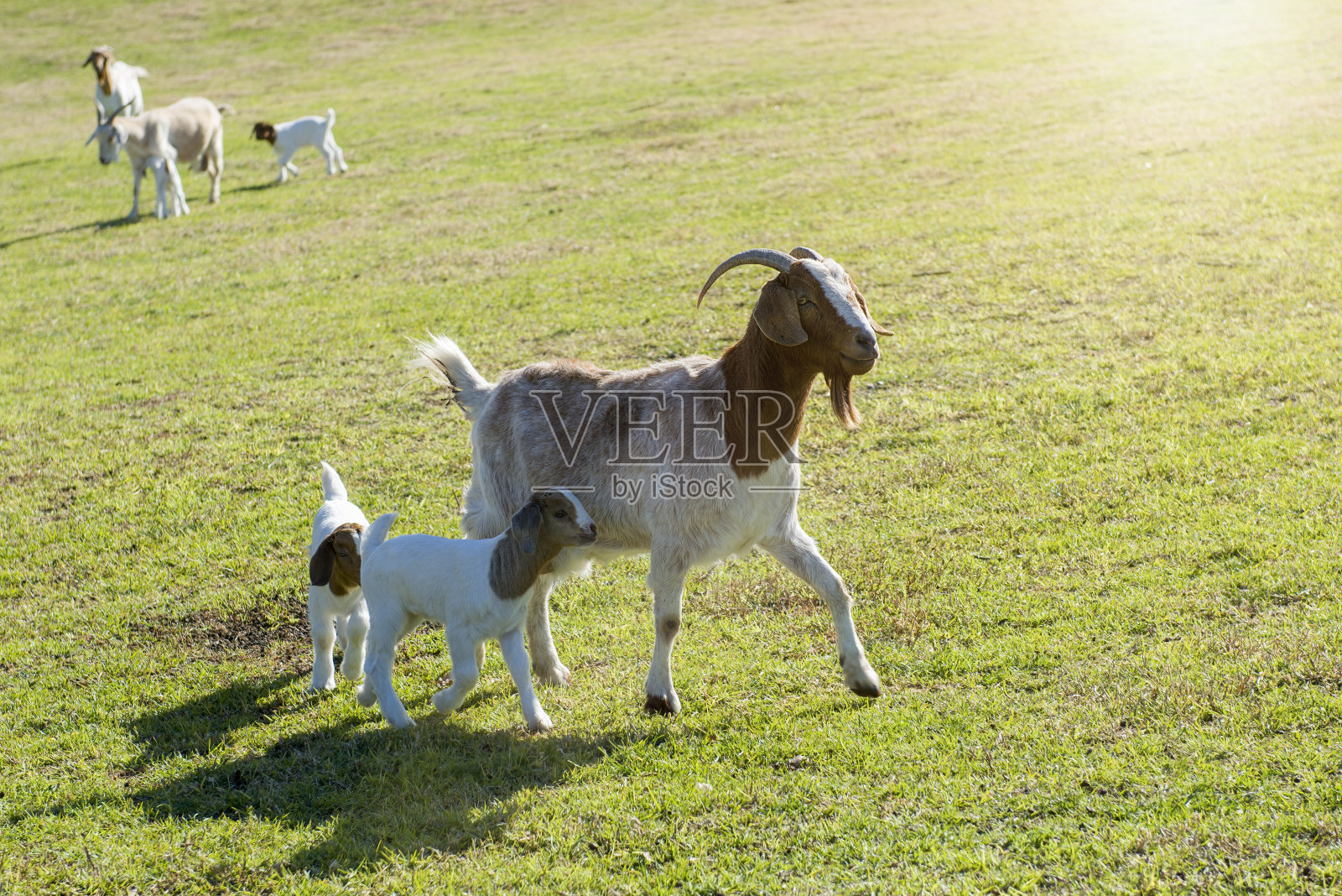 山羊喂养孩子照片摄影图片