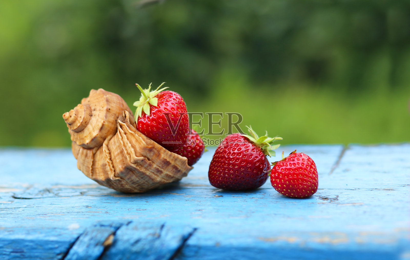 大而漂亮的草莓在一个贝壳和附近的一个老农村蓝色桌子特写微距，美丽的夏天背景，温暖的光，横幅，八月七月。夏季休闲度假。美味的浆果照片摄影图片