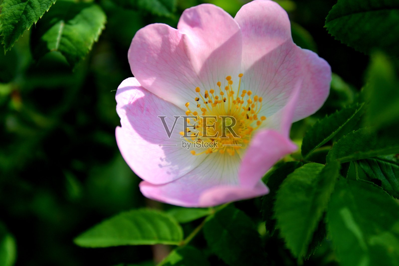 粉红色的花照片摄影图片