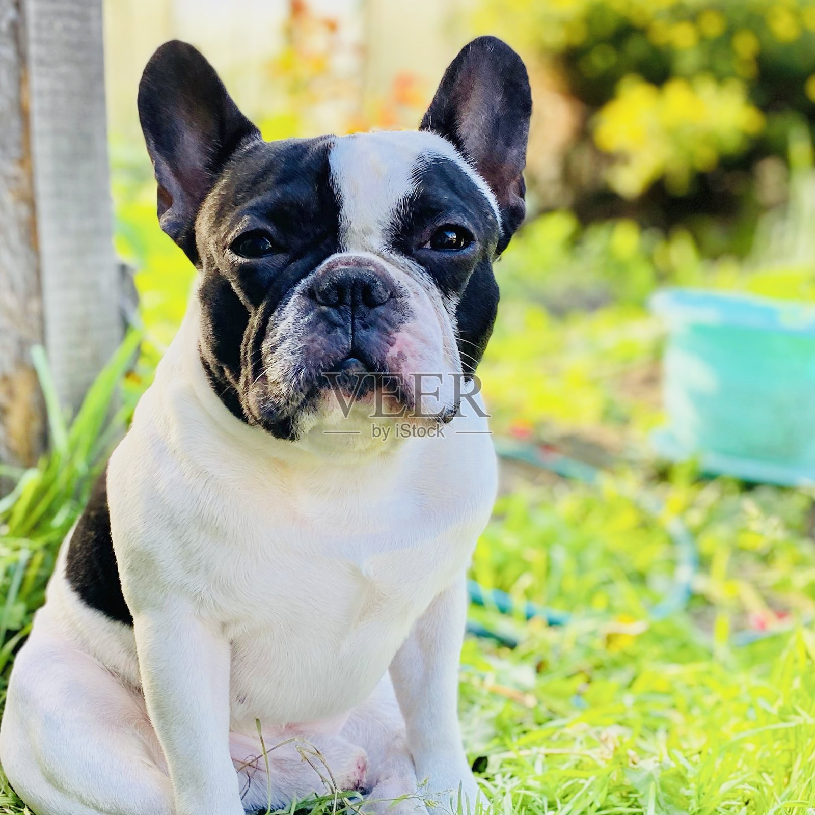 一只法国斗牛犬在大自然中散步，和一只狗一起散步。狗是人的朋友。照片摄影图片