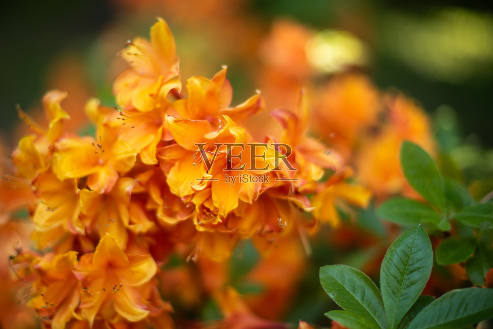 拉脱维亚Cirava的橙色杜鹃花照片摄影图片