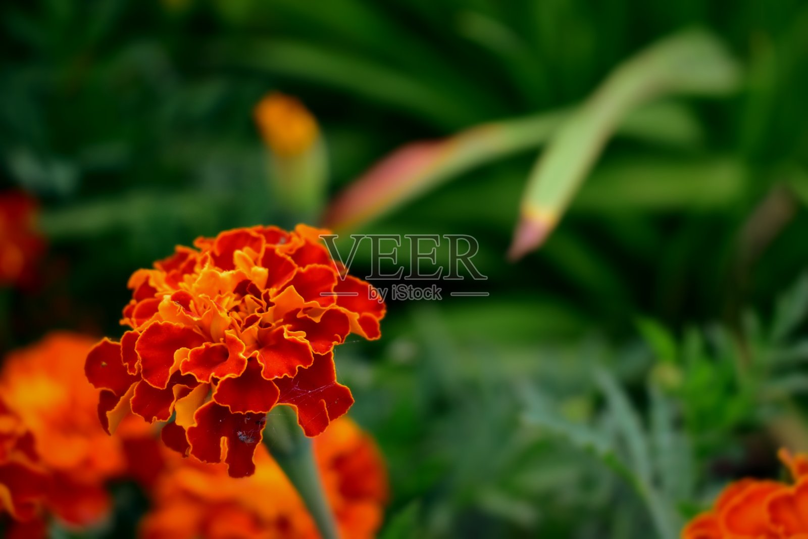 万寿菊花在草的背景照片摄影图片