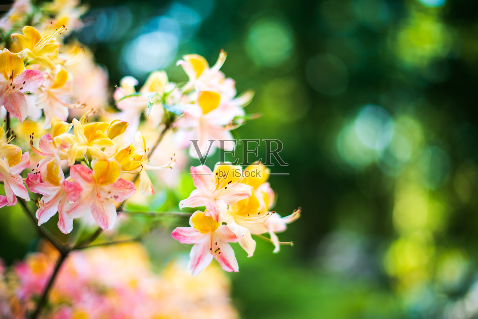 拉脱维亚Cirava的粉红色和橙色的杜鹃花照片摄影图片