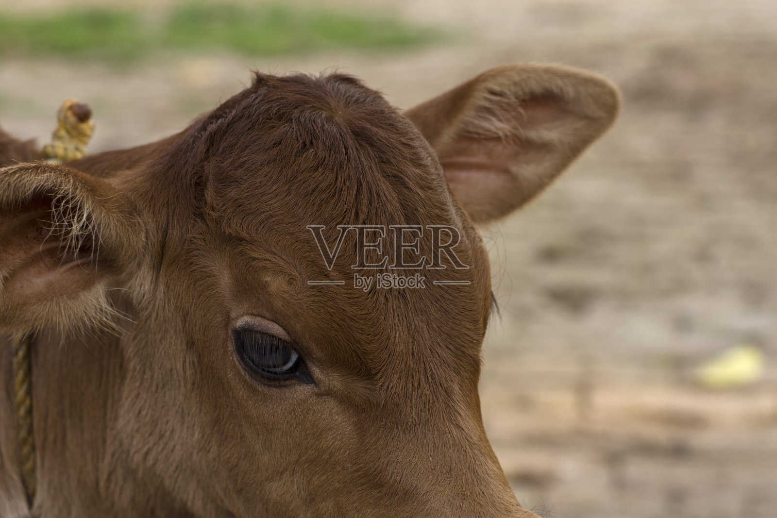 这是一只可爱的小公牛被绳子绑在牛棚上的特写。照片摄影图片