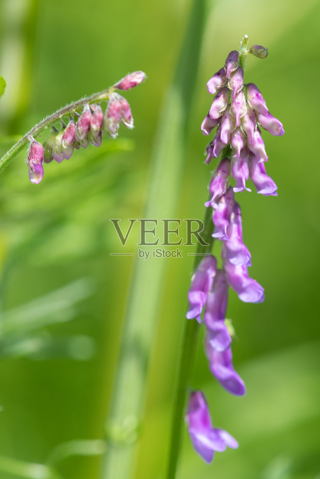 紫荆花照片摄影图片