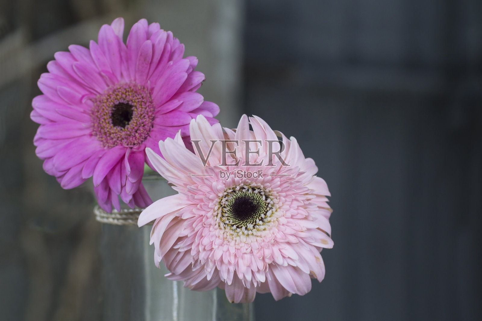 两朵粉色和紫色的雏菊花点缀着明暗的背景。照片摄影图片