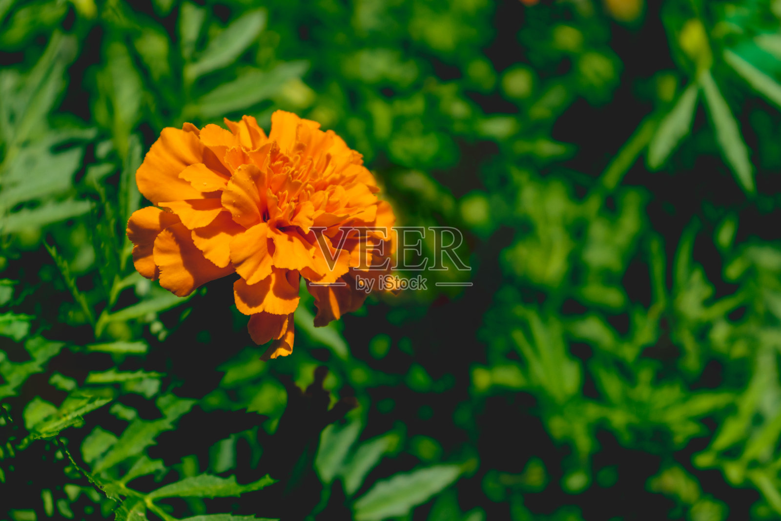 美丽的橙色万寿菊在阳光明媚的一天照片摄影图片