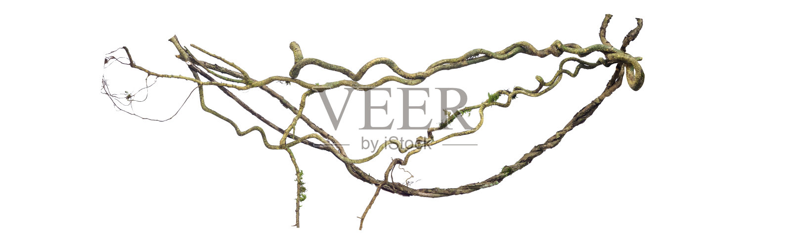 螺旋扭曲的丛林树枝，藤本植物孤立在白色背景，修剪路径包括。高清图像和大分辨率。可以用作墙纸吗照片摄影图片