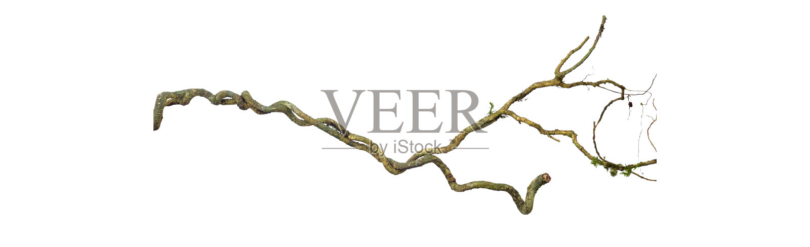 螺旋扭曲的丛林树枝，藤本植物孤立在白色背景，修剪路径包括。高清图像和大分辨率。可以用作墙纸吗照片摄影图片