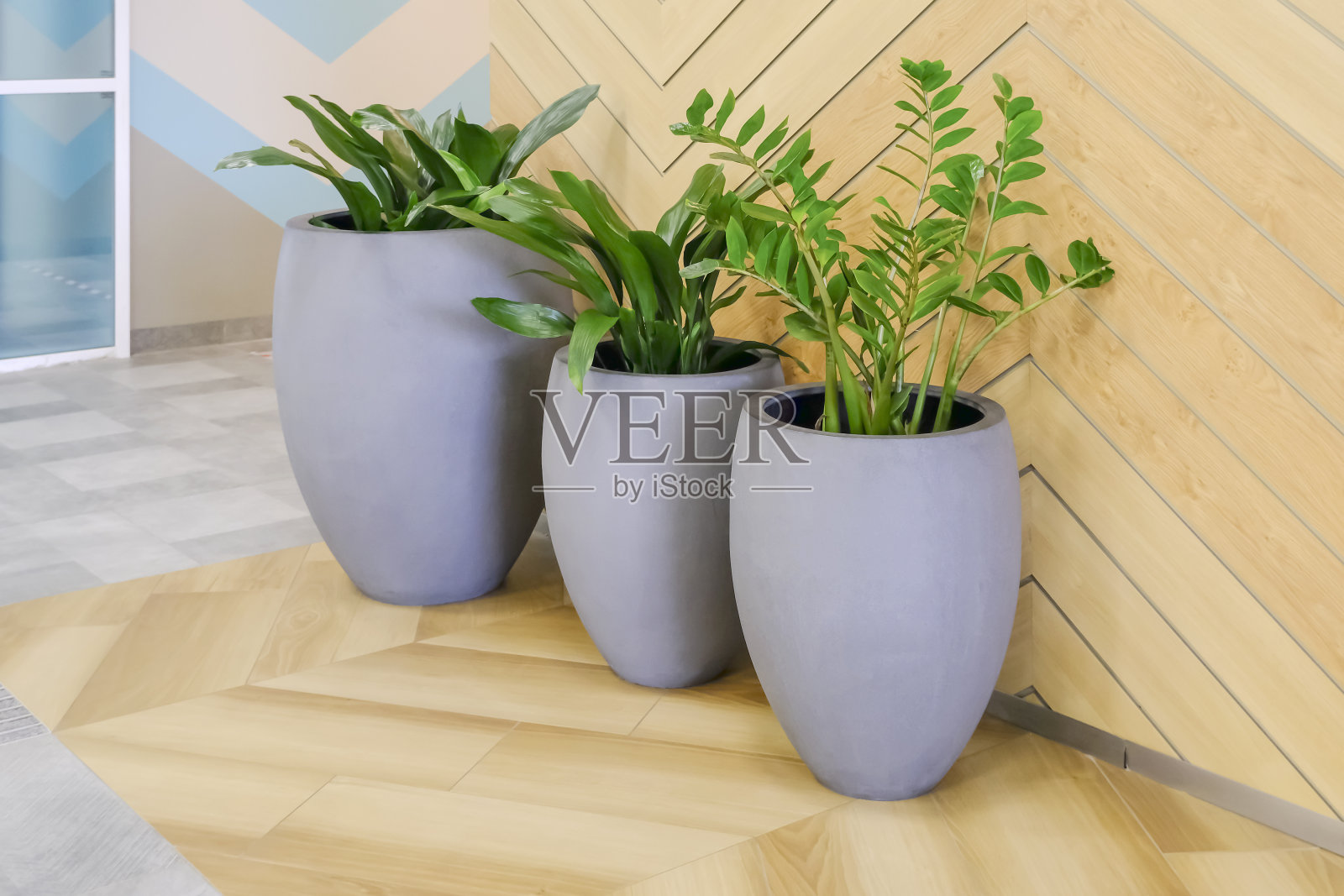 室外花盆与装饰室内的落叶花在室内。室内设计的概念。照片摄影图片