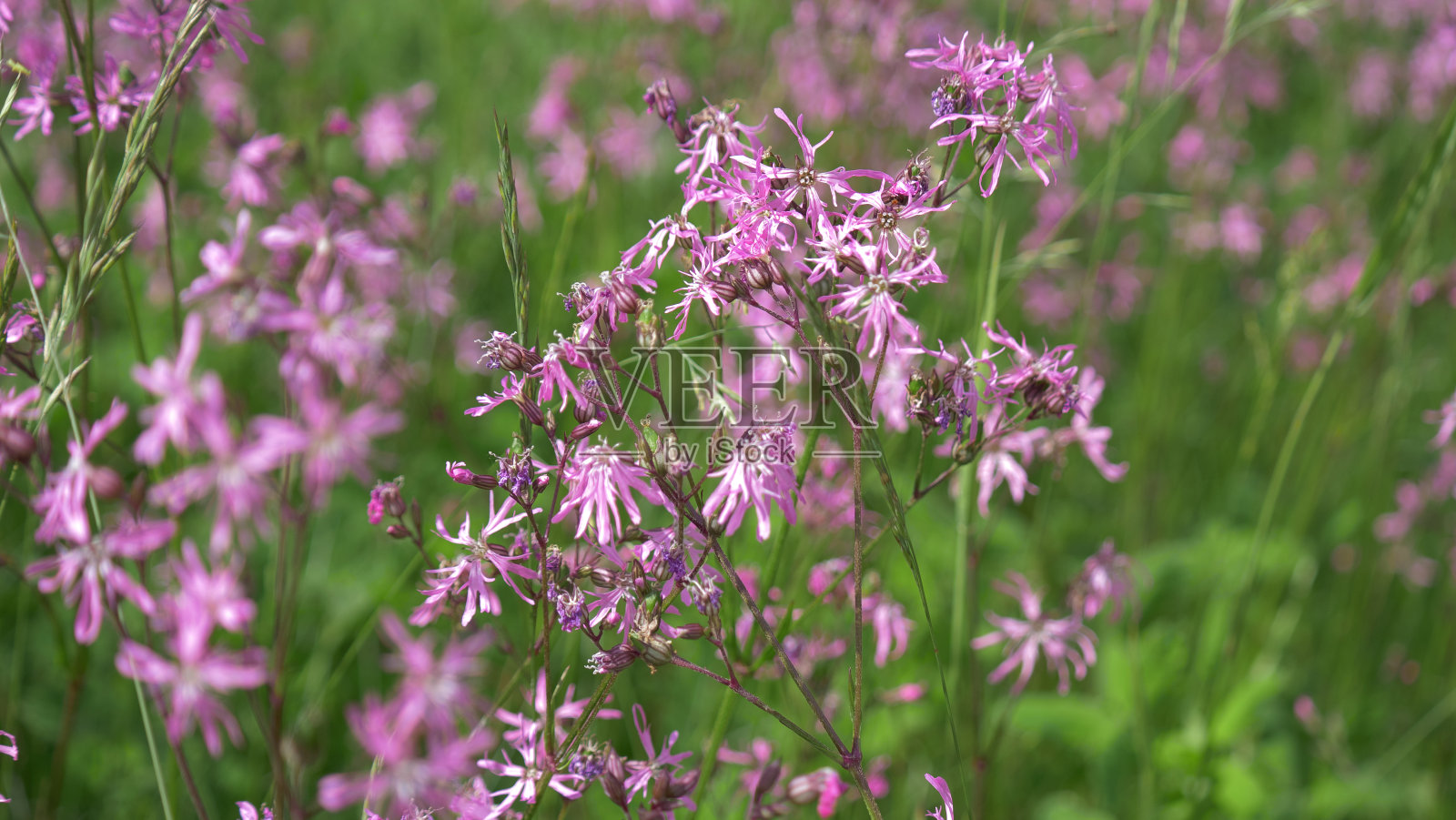 野花照片摄影图片