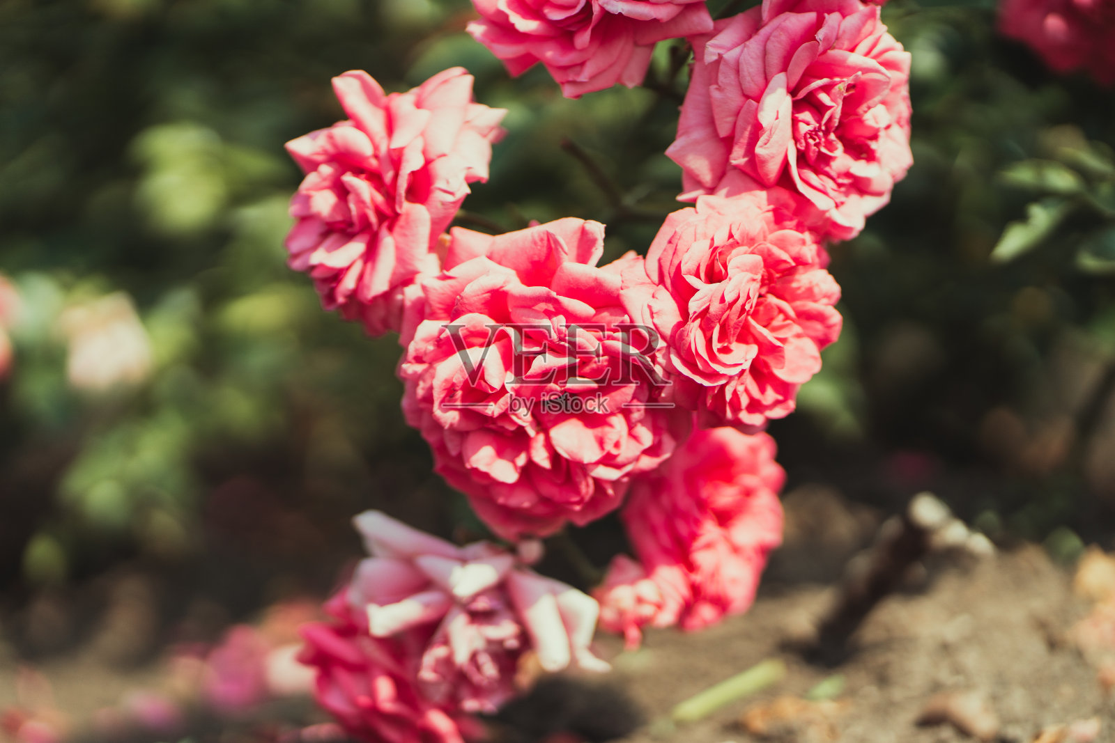 美丽的粉红色玫瑰花。大花束。在街上生长照片摄影图片