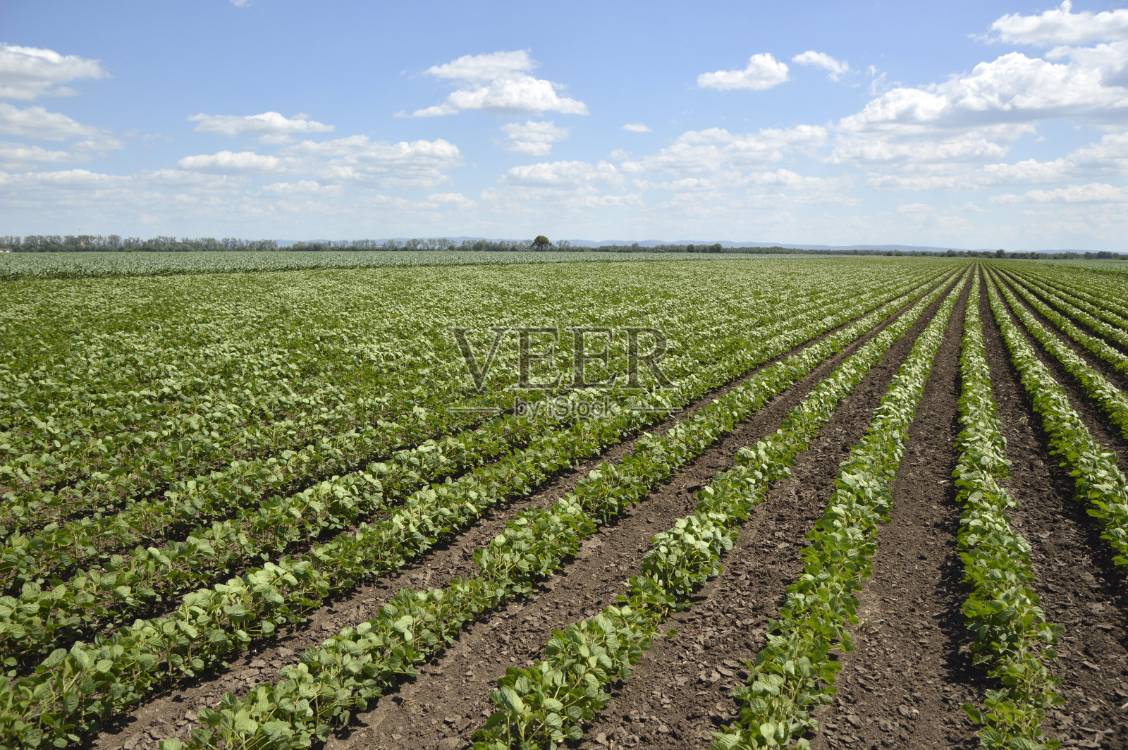 春光明媚，绿油油的大豆田照片摄影图片