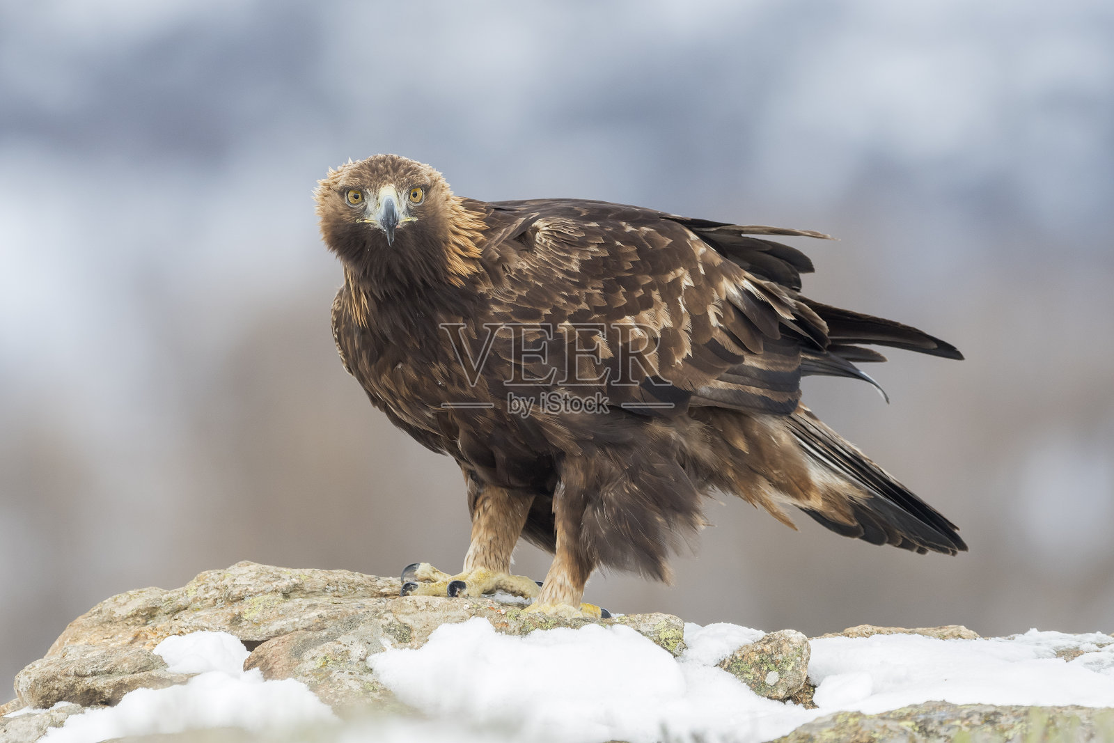金鹰照片摄影图片