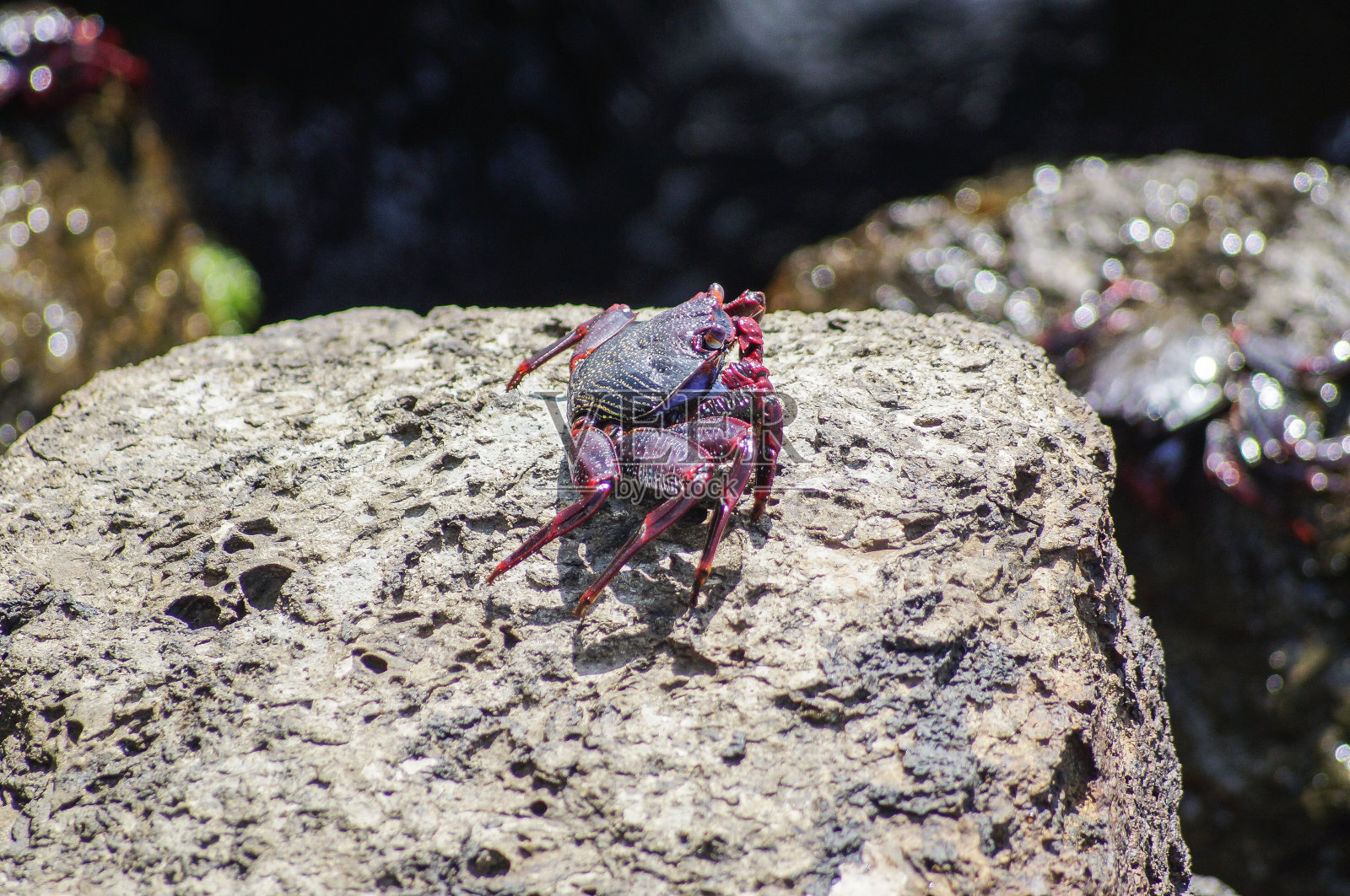 一只螃蟹在岩石上照片摄影图片