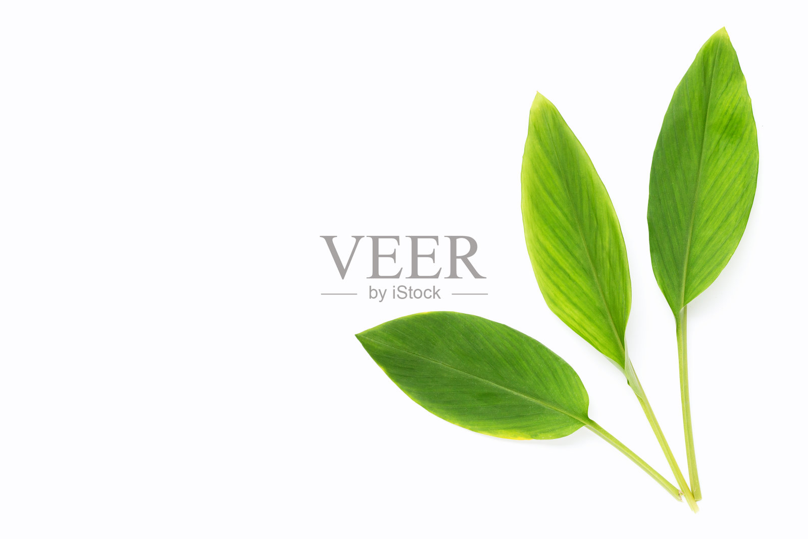 指根叶在白色背景上。照片摄影图片