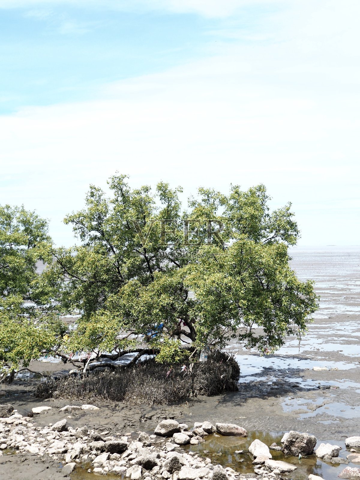 红树林照片摄影图片