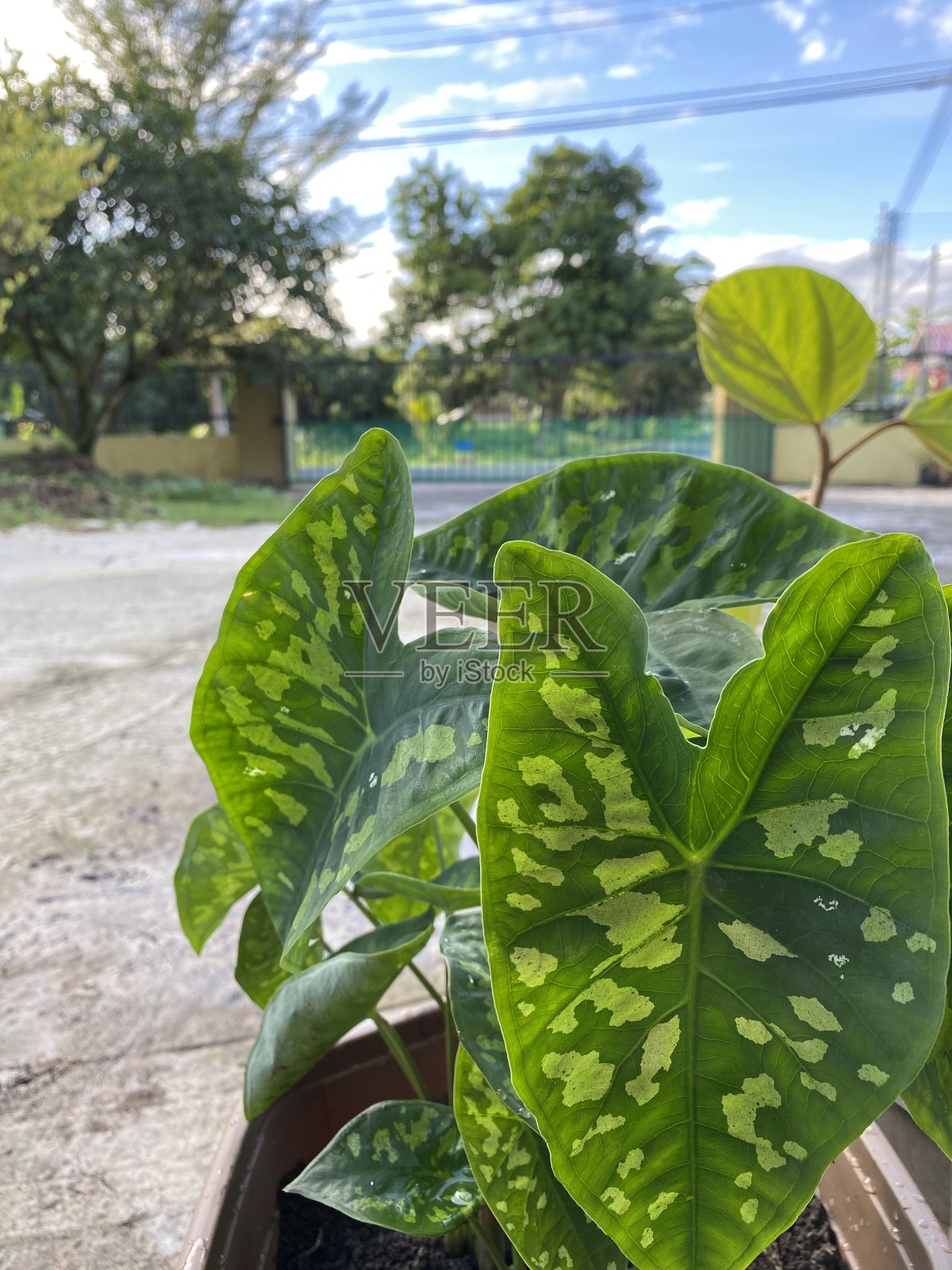 绿叶山药照片摄影图片