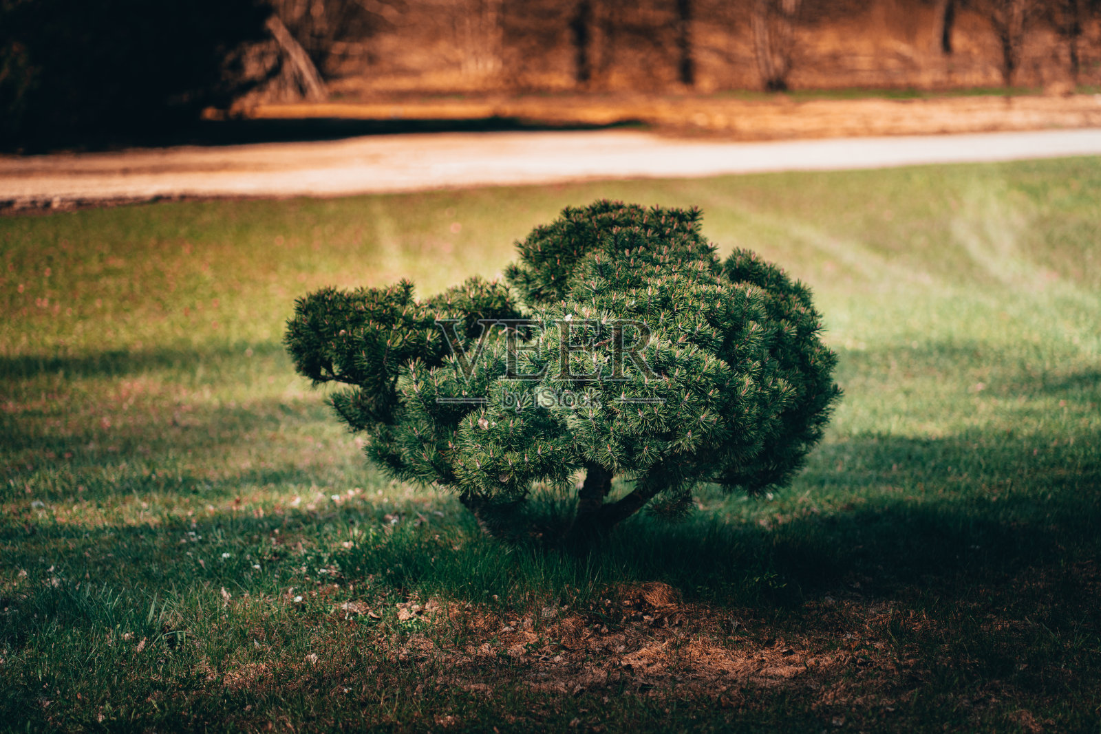一个年轻的绿色人字鱼生长在修剪过的草坪中间照片摄影图片