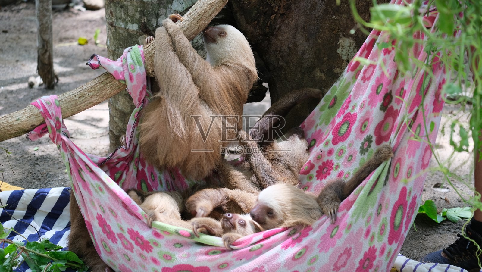 令人惊叹的哥斯达黎加野生动物照片摄影图片