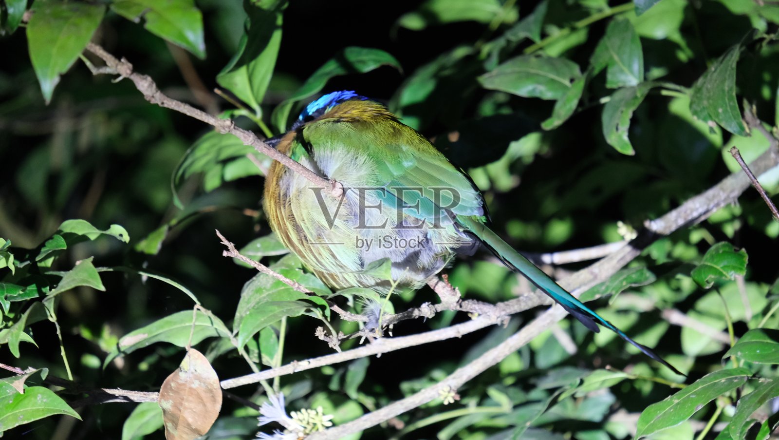 令人惊叹的哥斯达黎加野生动物照片摄影图片