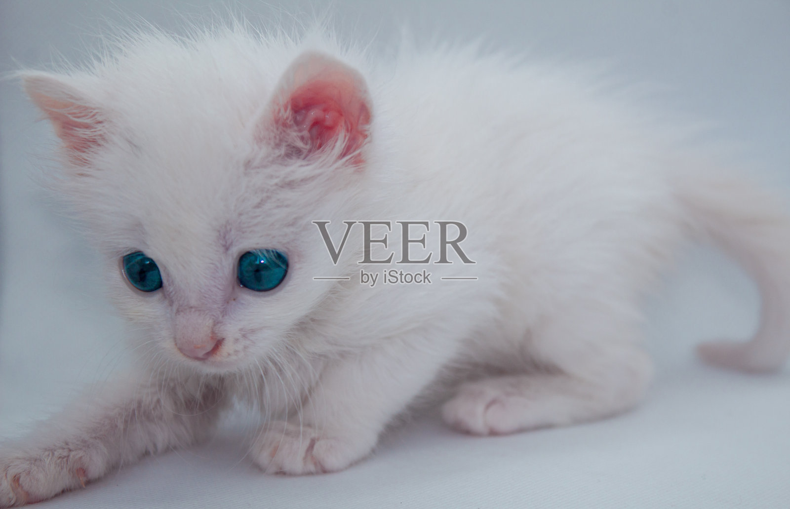 在孤立的白色背景上有蓝色眼睛的白色小猫照片摄影图片