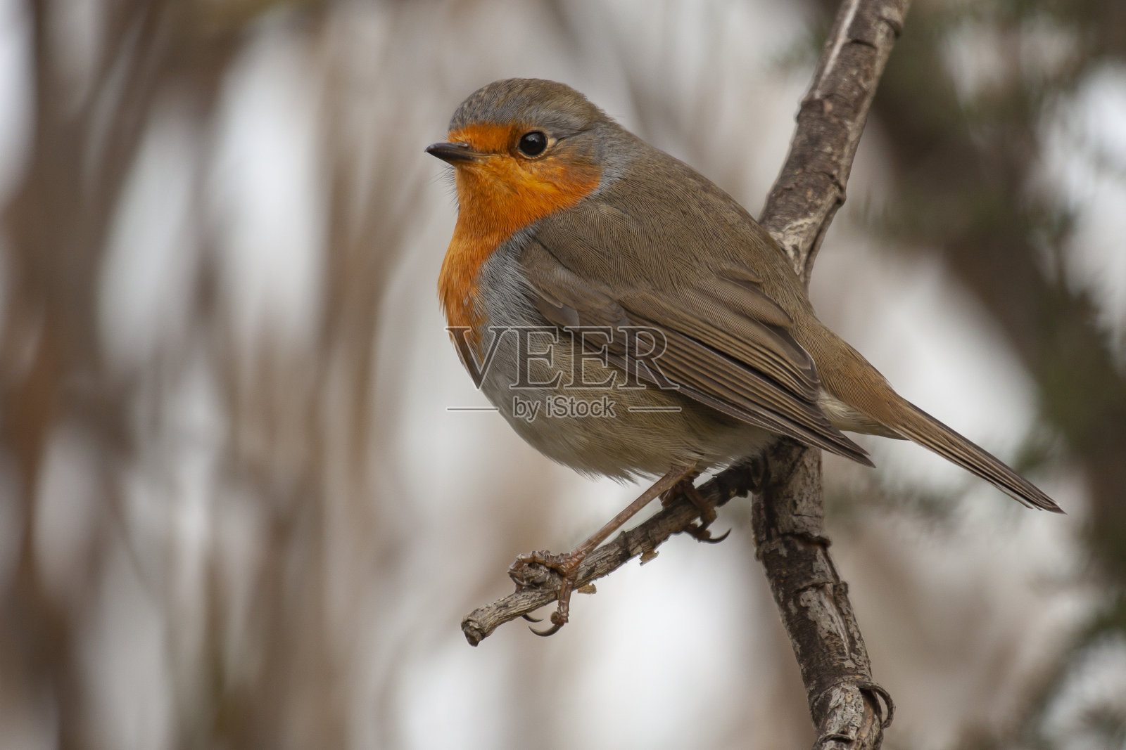 罗宾在前台照片摄影图片