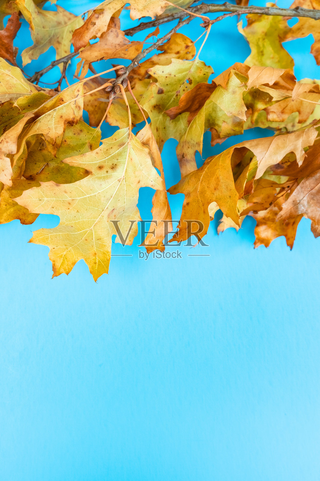 在一个蓝色的基础上落下橡树叶的树枝与文字的空间照片摄影图片