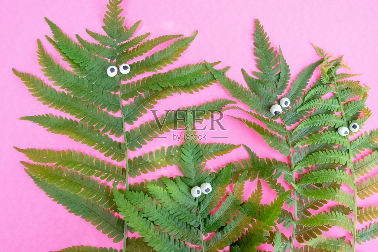 滑稽的拟人蕨叶与脸照片摄影图片