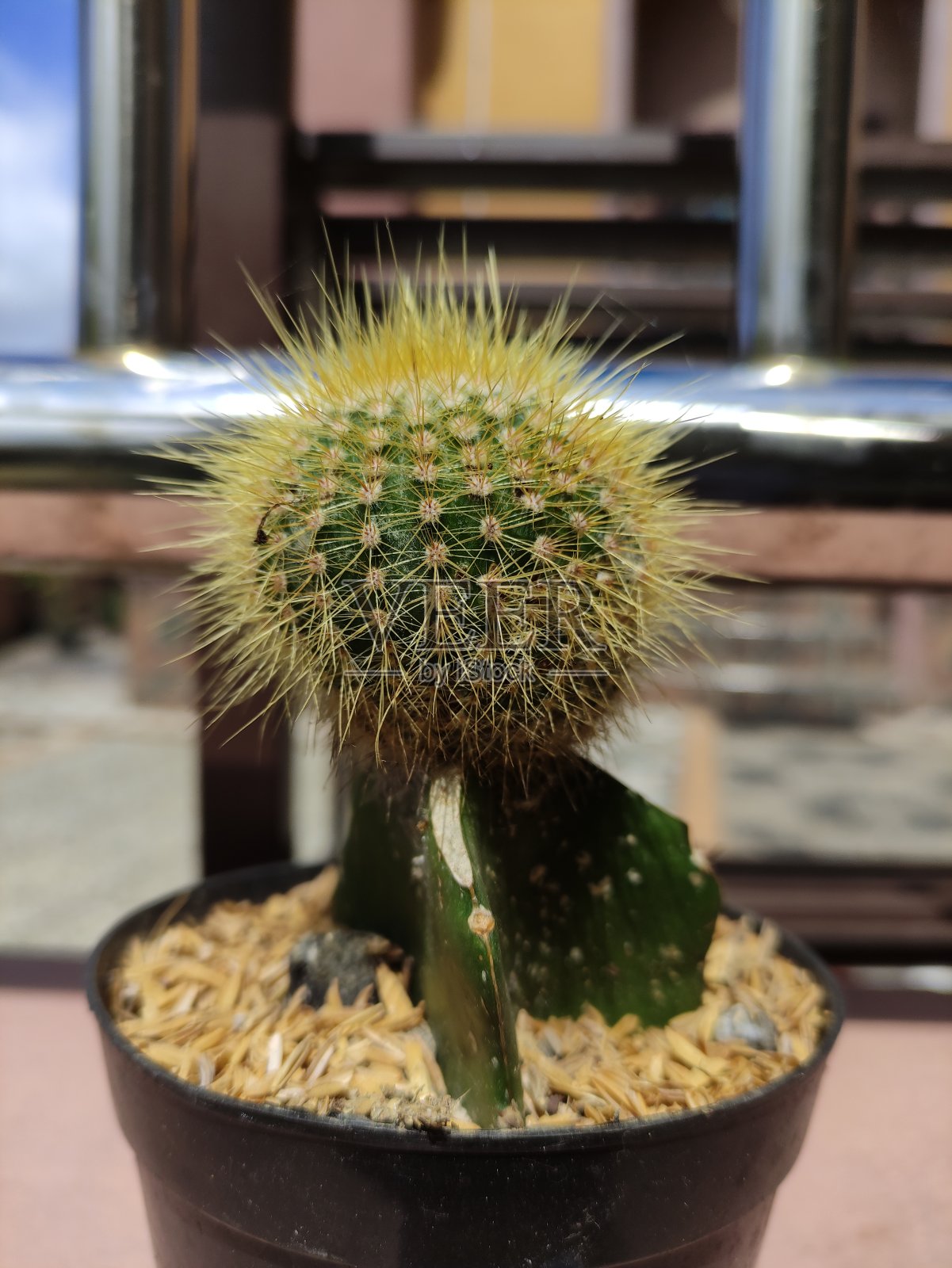 仙人掌照片摄影图片