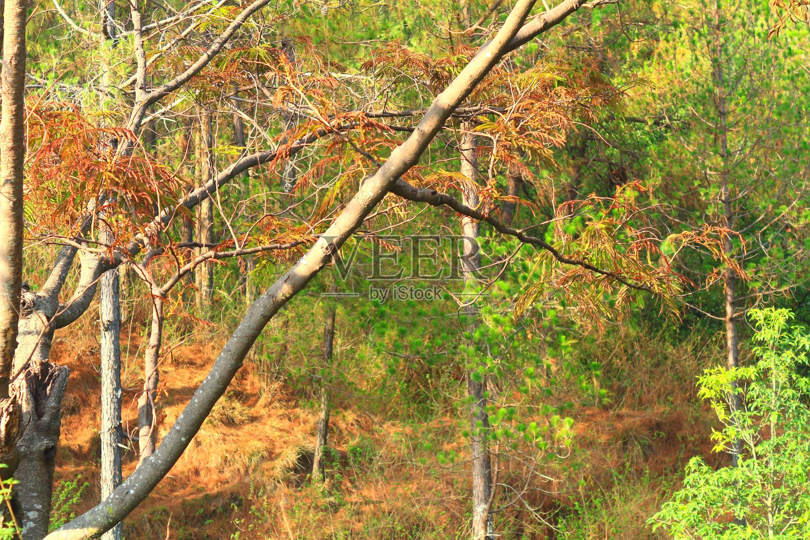 草药医学照片摄影图片