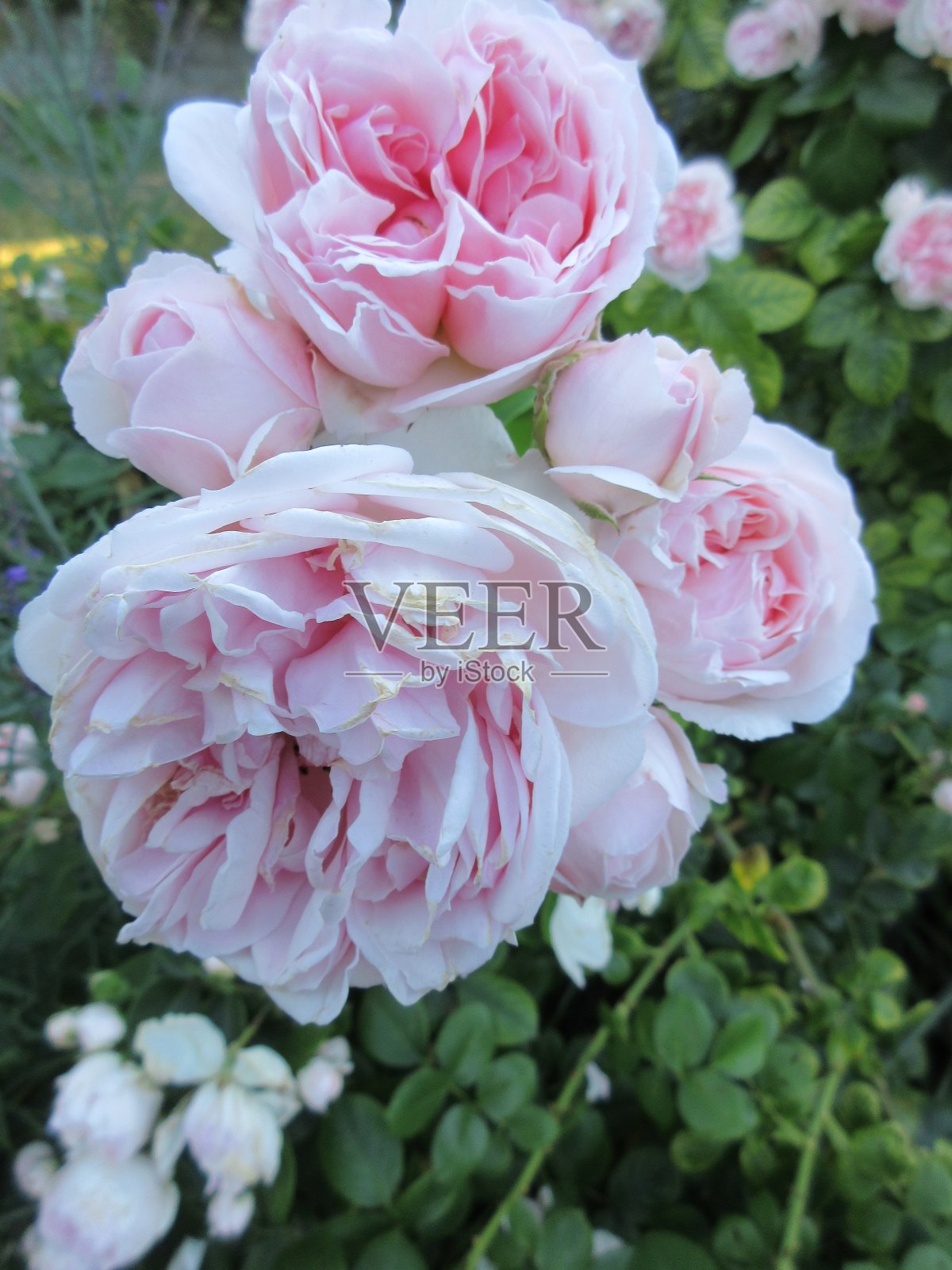 明亮的浅粉色玫瑰盛开在2021年6月底照片摄影图片