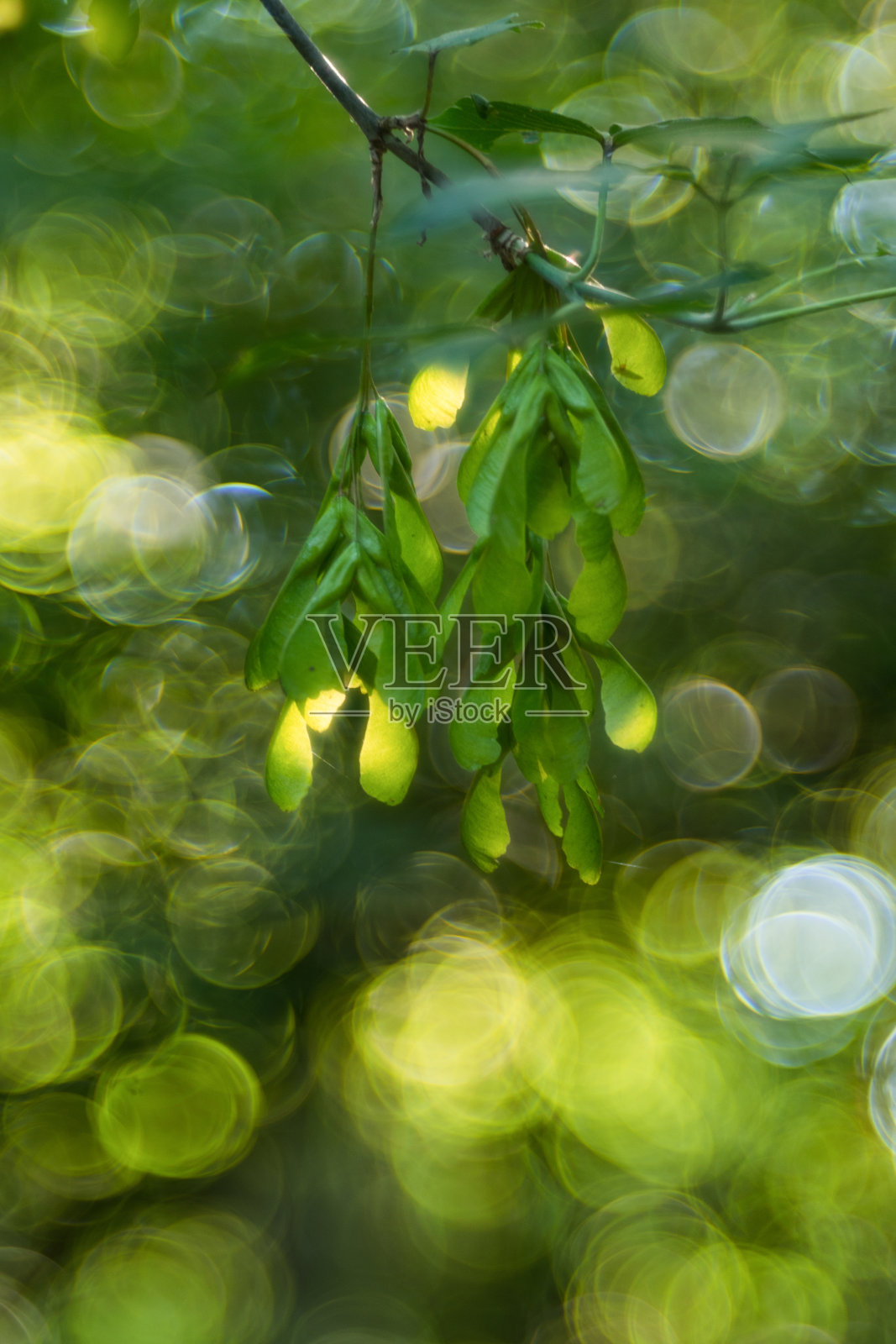 在夏日模糊的背景上，带着小种子的枫树枝。选定焦点，浅景深。自然的绿色背景。艺术海报,壁纸。照片摄影图片
