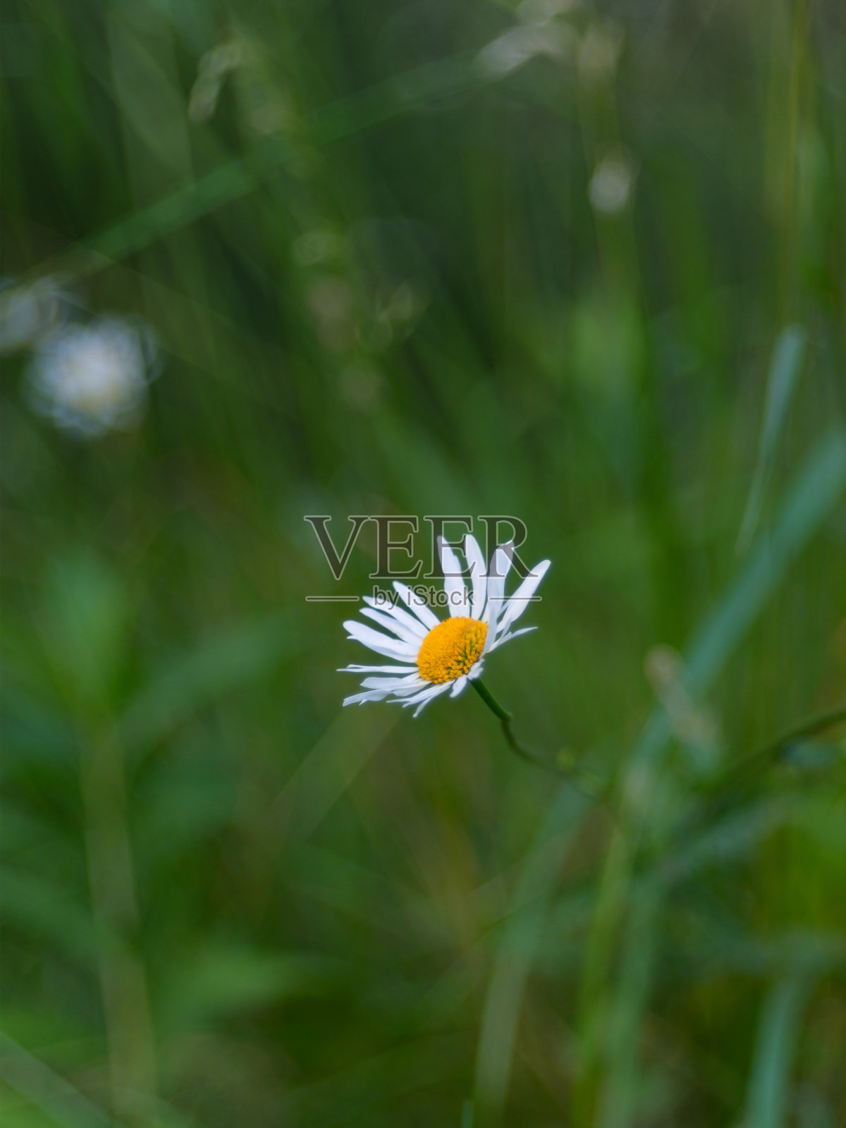模糊的背景上，绿草中的洋甘菊。海报,墙纸。照片摄影图片