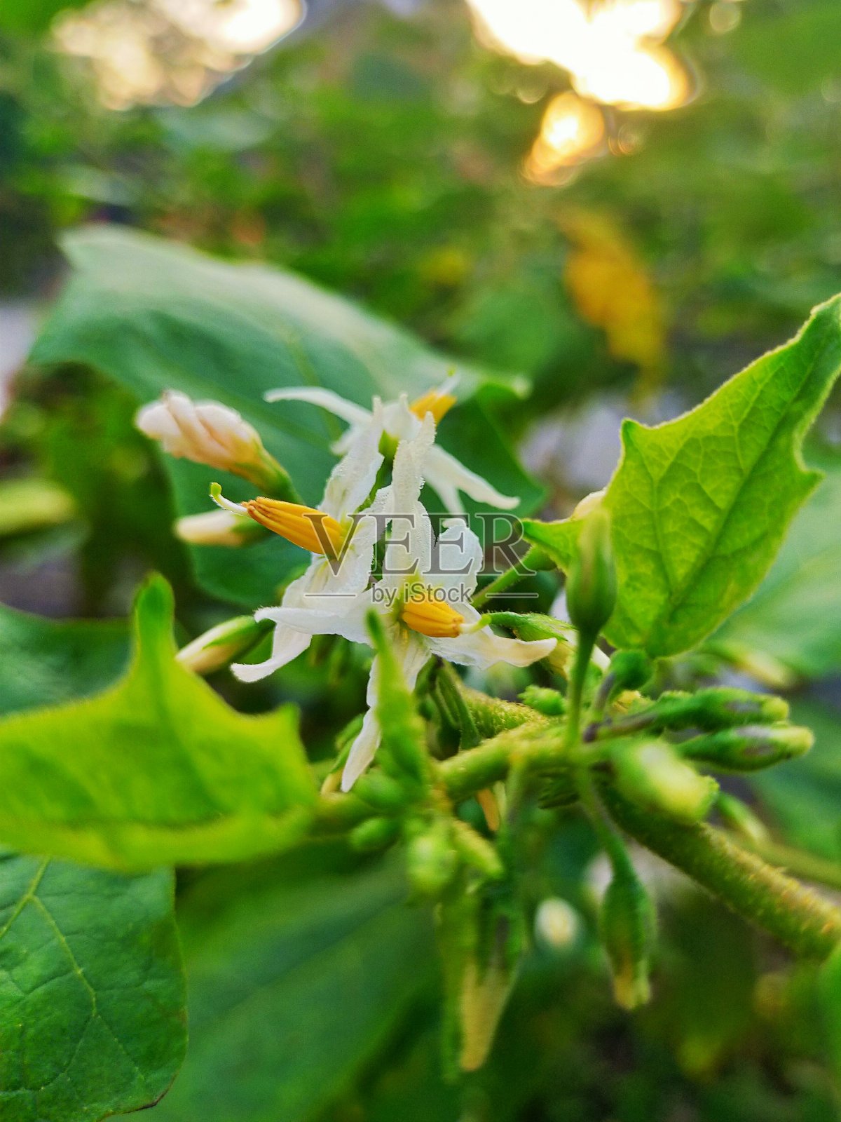 花园中白色花朵的特写照片摄影图片