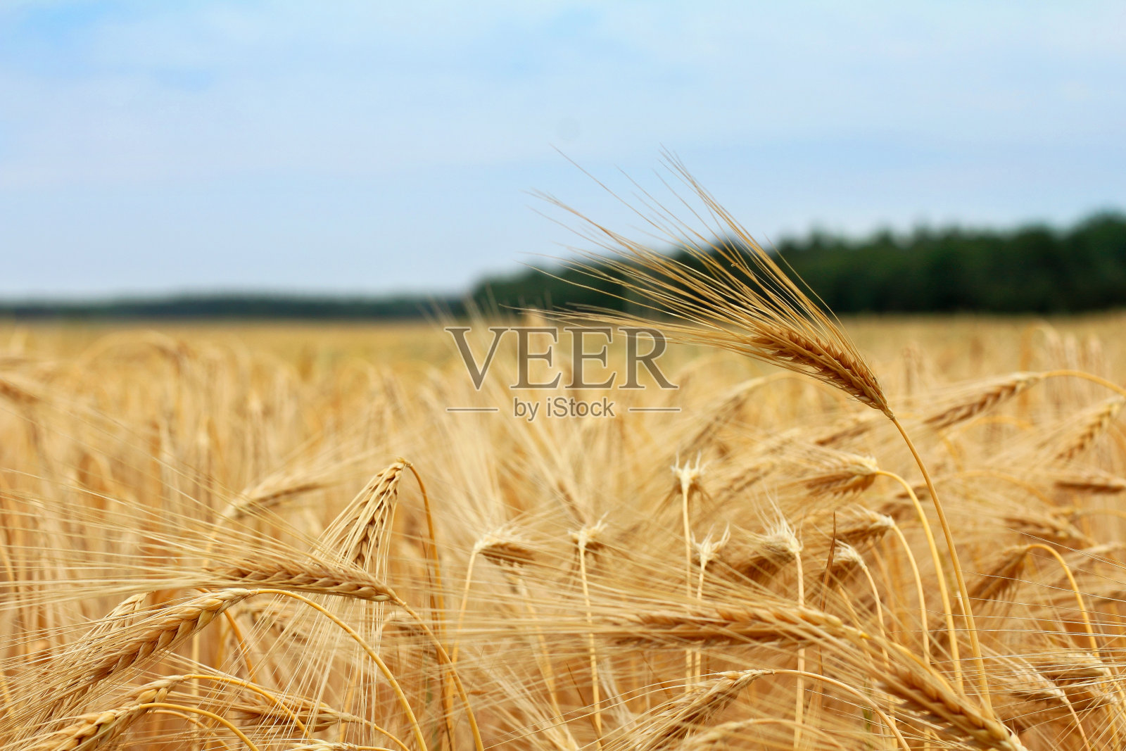 夏收准备收获了照片摄影图片