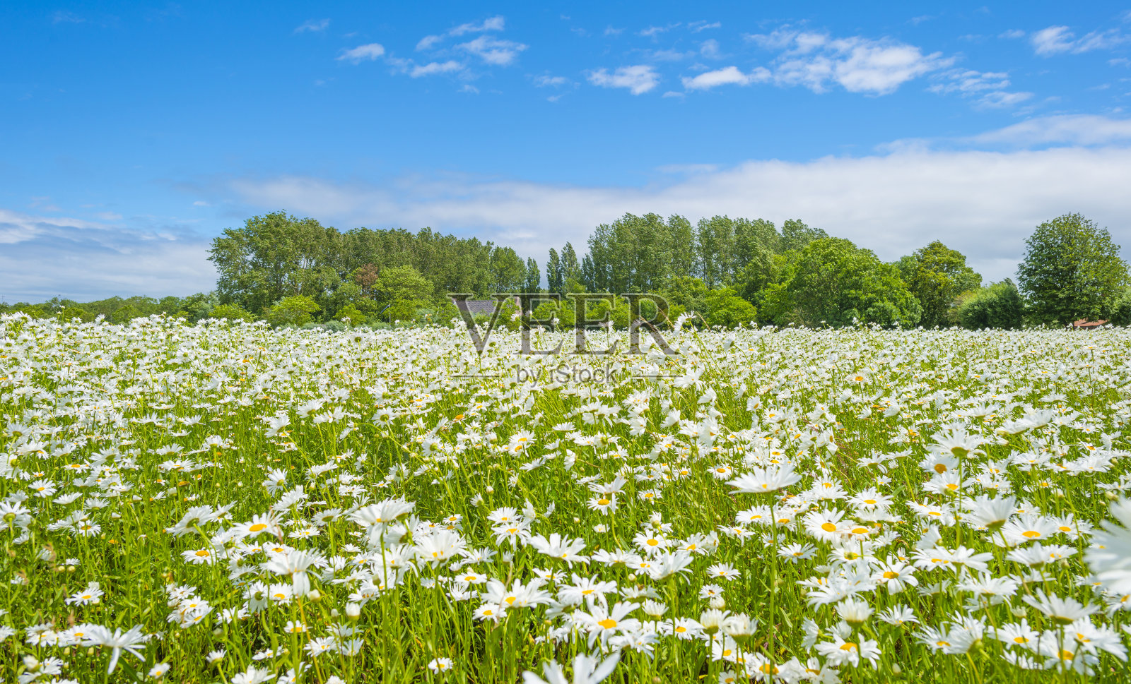 雏菊在一个蓝白色的多云的天空下，在明亮的阳光在夏天的农田照片摄影图片